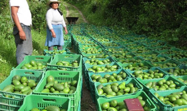 Oportunidad de negocio, las exportaciones de palta Hass peruanas crecieron 260% en el último lustro